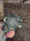 Olive & Pique - Sunflower Bejeweled Glitz Cadet Cap, Adjustable